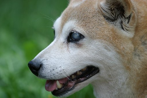 100以上の無料柴犬 犬画像