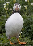 puffins, alcids, birds