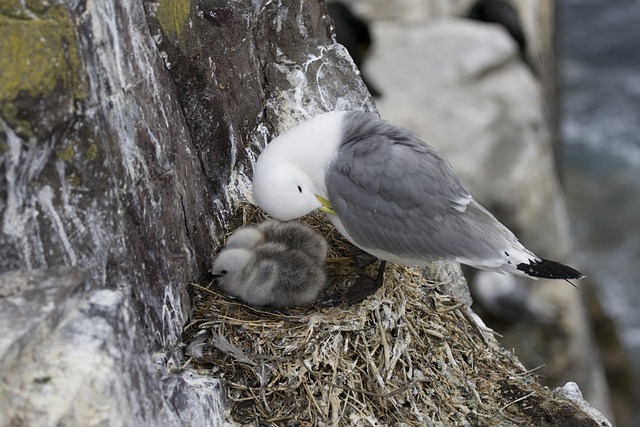 Möwe, Vogel, Tier, Nest, Küken