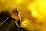 spider, network, nature