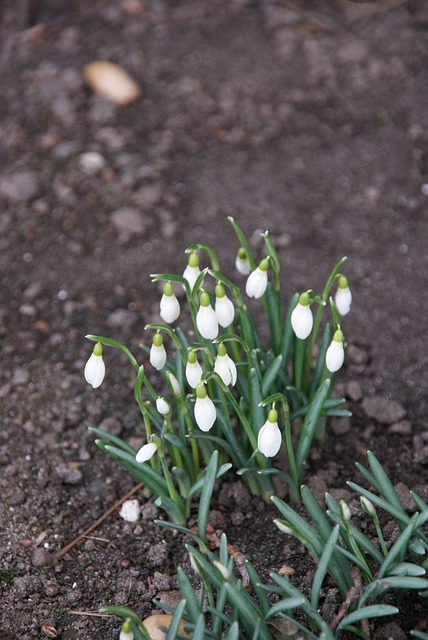 Free Snowdrop Flower photo and picture