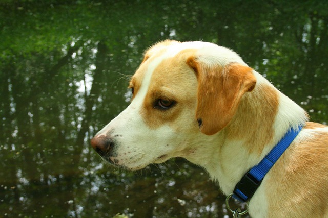 Free Dog Animal photo and picture