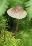 mushroom, mushrooms, nature