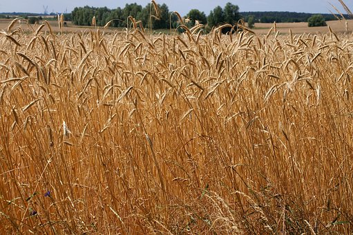 Free Wheat Nature photo and picture
