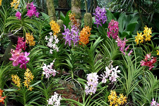 Free Flowers Flower Background photo and picture