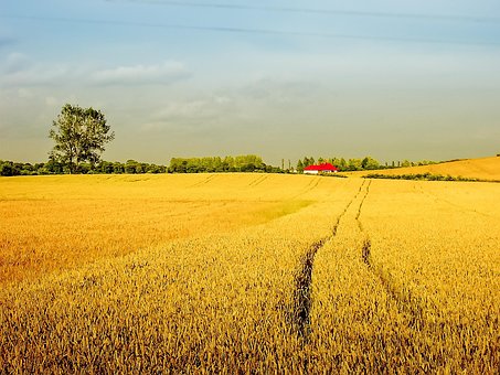 growing cover crops