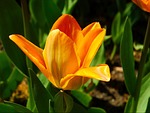 tulip, flower, perennial
