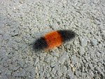 caterpillar, insect, bug