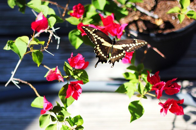 Free Butterfly Backyard photo and picture