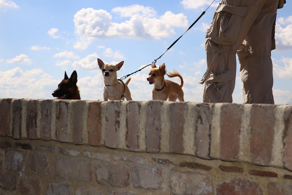 Anjing Sedikit Besar Foto Gratis Di Pixabay