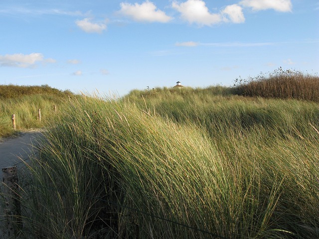 Free North Sea Sand Dunes photo and picture