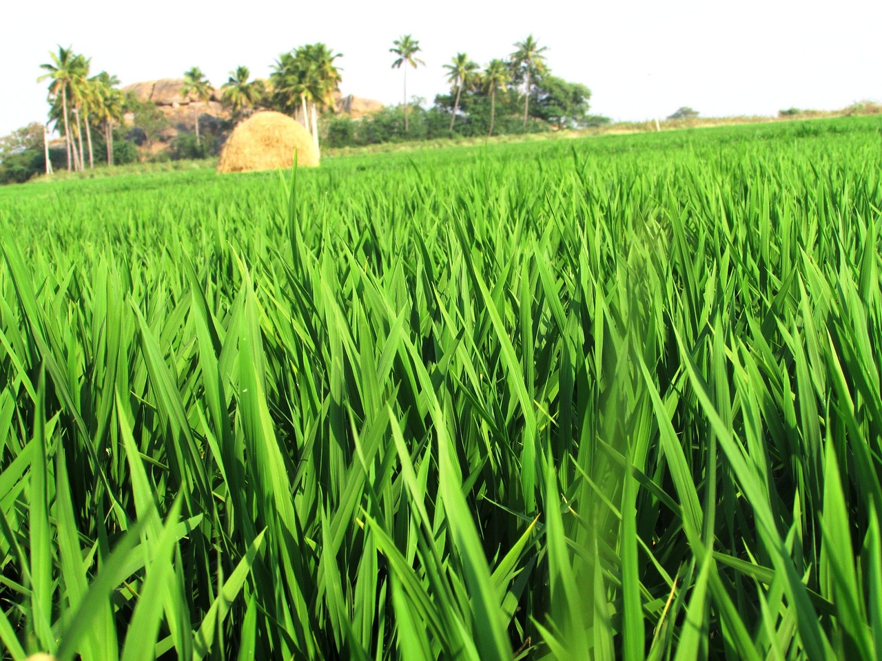 Paddy Fields Rice Free photo on Pixabay Pixabay