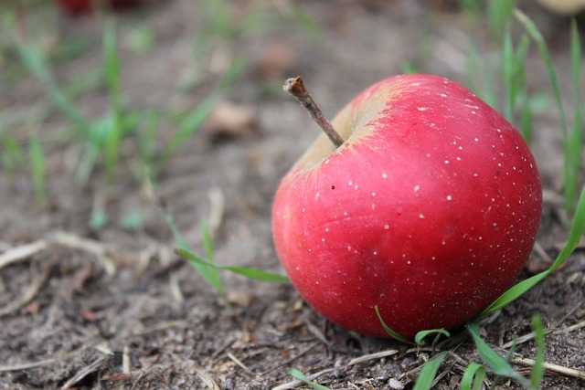 Free Apple Red photo and picture