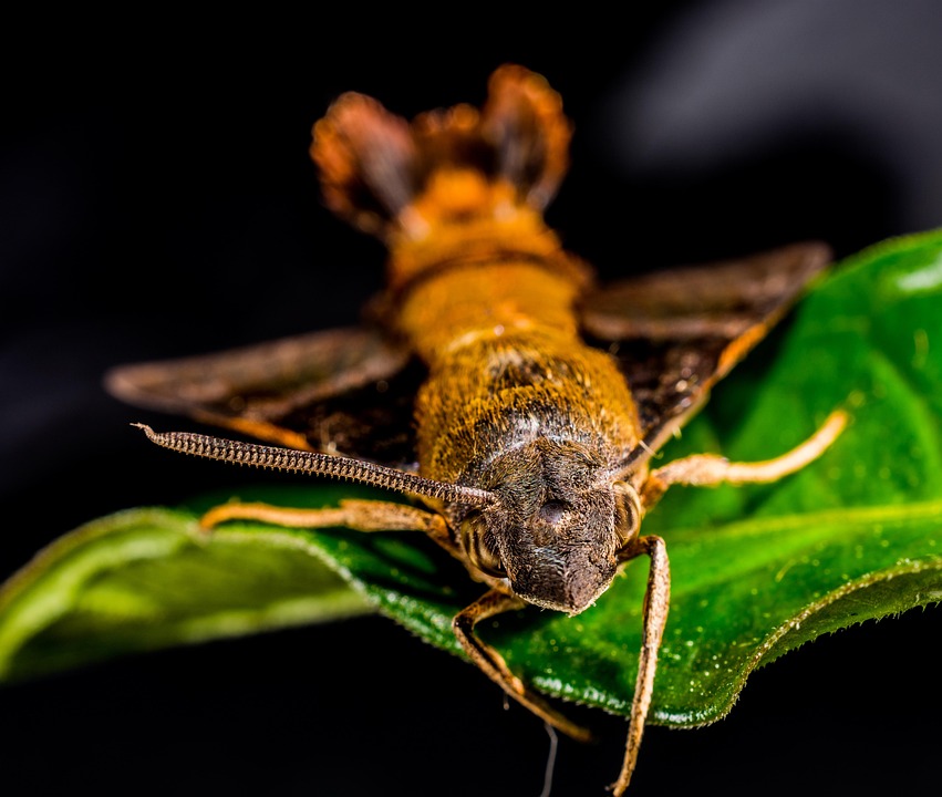 Polilla Mariposa Insecto - Foto gratis en Pixabay - Pixabay