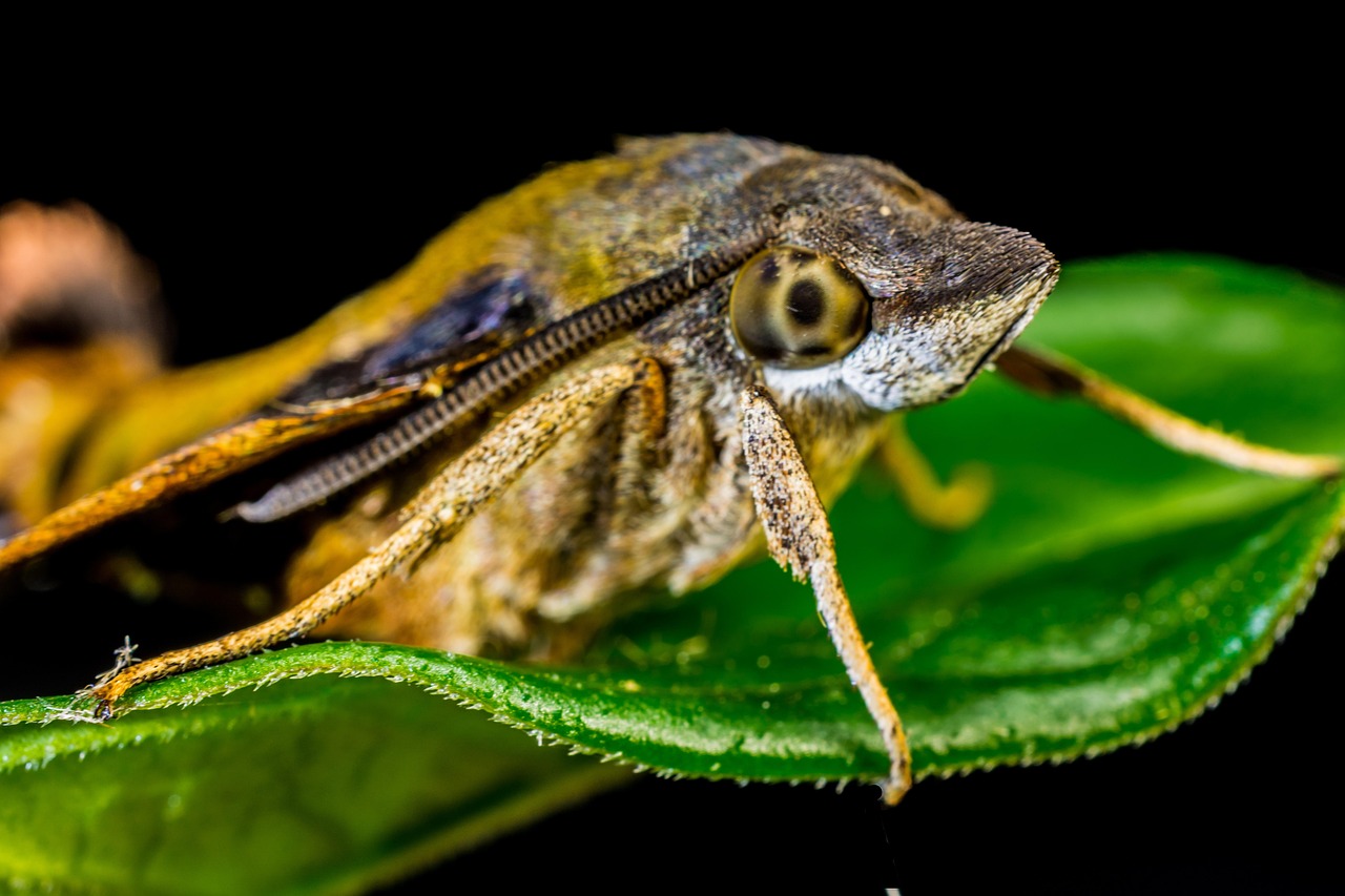 Polilla Mariposa Insecto - Foto gratis en Pixabay - Pixabay