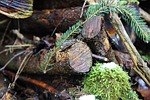 wood, sawn, tree