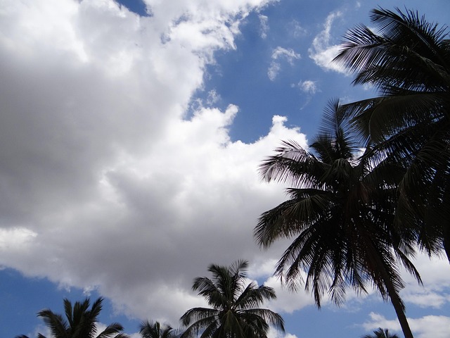 Free Palm Trees Clouds photo and picture