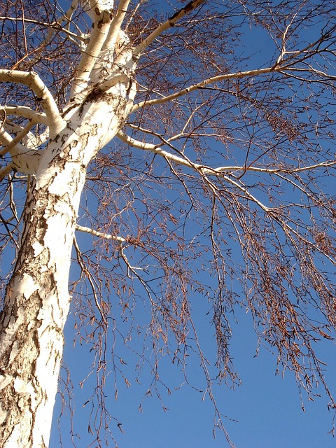 Træ, Blå Himmel, Himmel, Natur, Blå