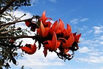 butea monosperma, palash, flame of the forest