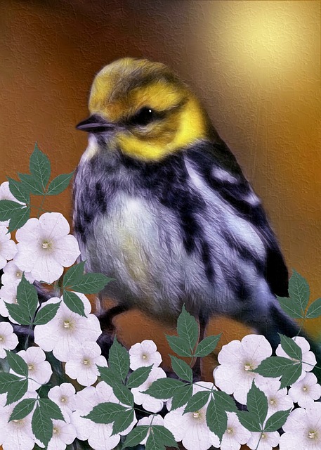 Free Black-Throated Green Warbler photo and picture