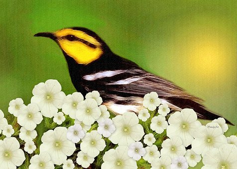Free Warbler Bird illustration and picture