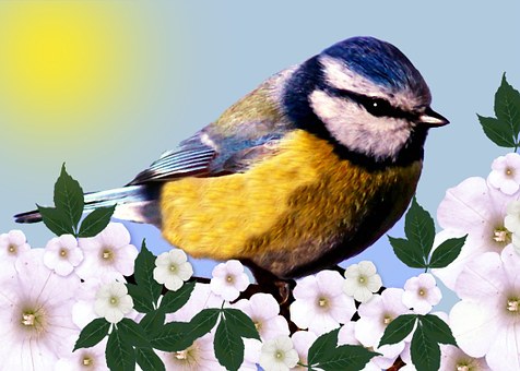 Free Bird Nature illustration and picture