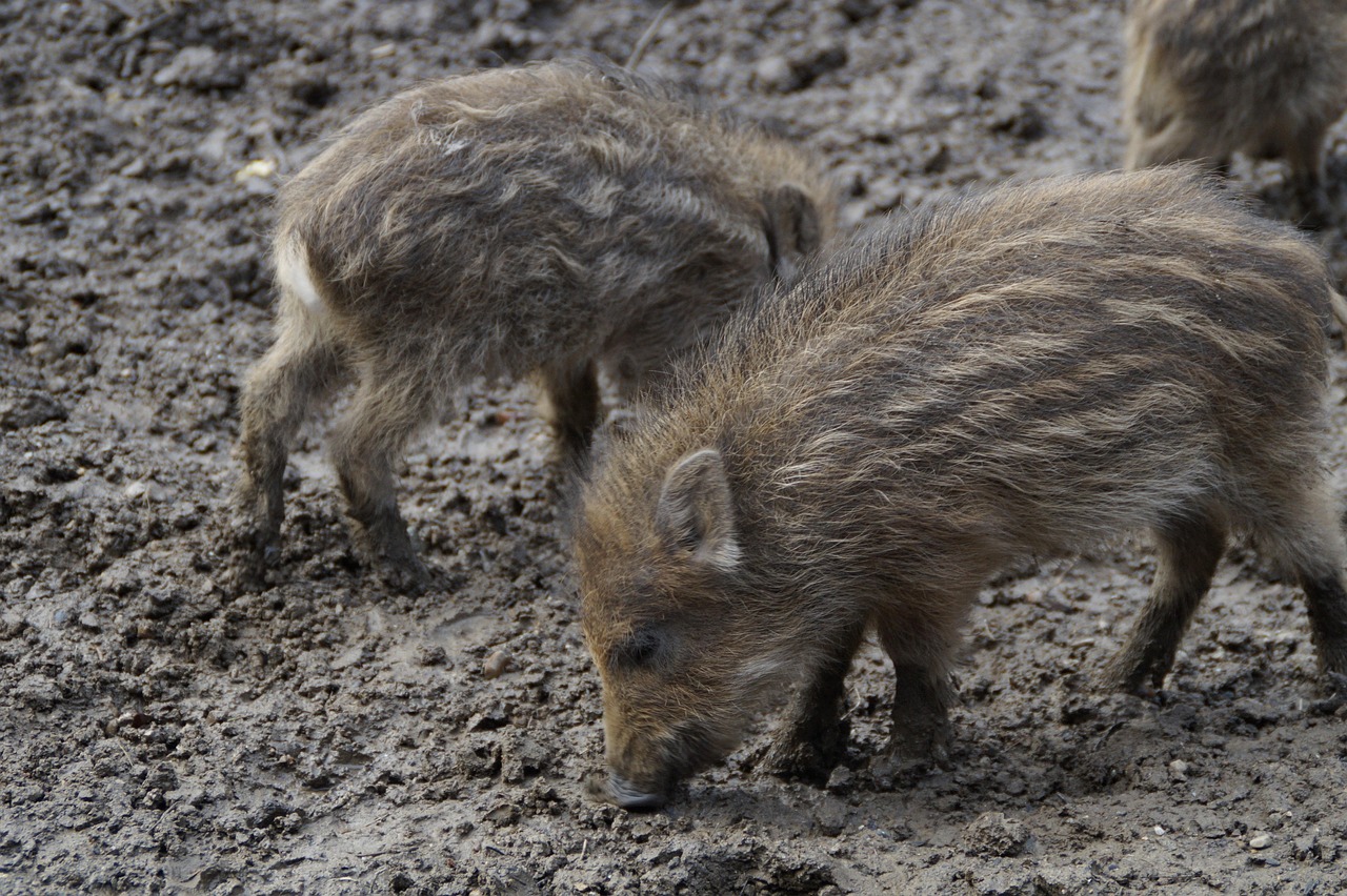 Rookies Wild Boars Litter - Free photo on Pixabay - Pixabay