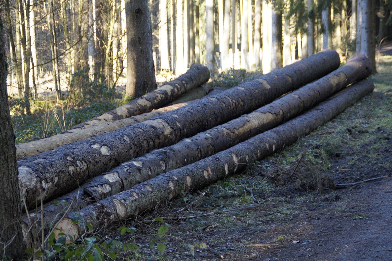 Floresta Como Troncos De Árvores - Foto gratuita no Pixabay - Pixabay