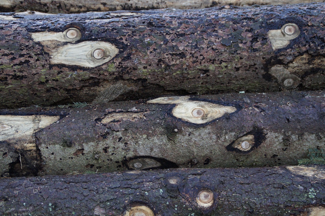 Tree Nobs Knots Delimbed Tree Eyes - Free photo on Pixabay - Pixabay