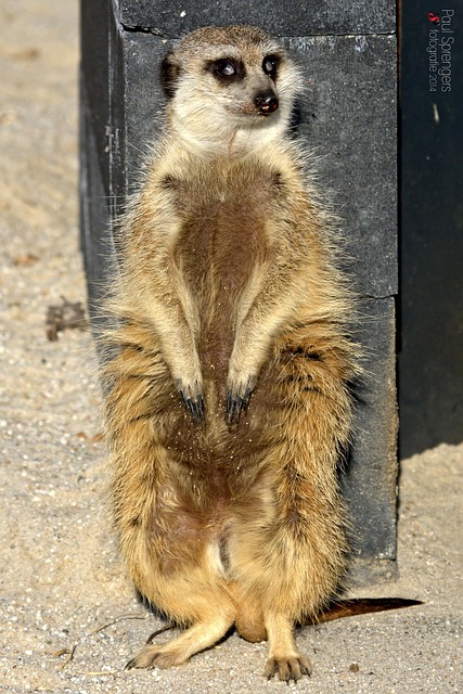 Free Meerkat Zoo photo and picture