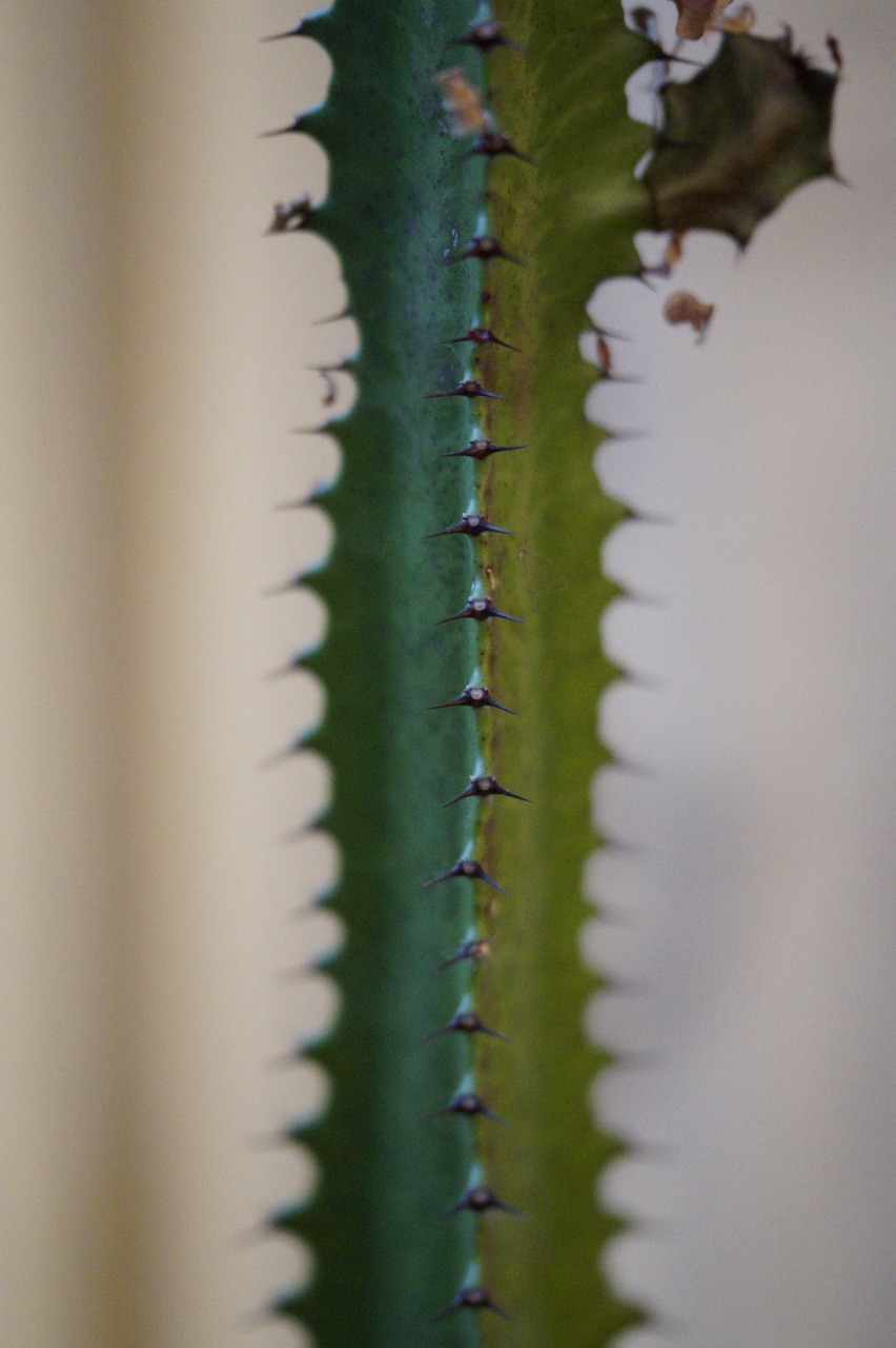 Cactus Spur Prickly - Free photo on Pixabay - Pixabay