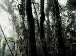 rain forest, trees, shrubs