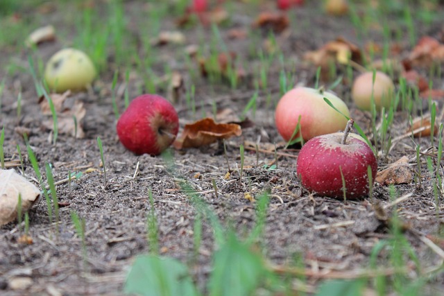 Free Windfall Apples photo and picture