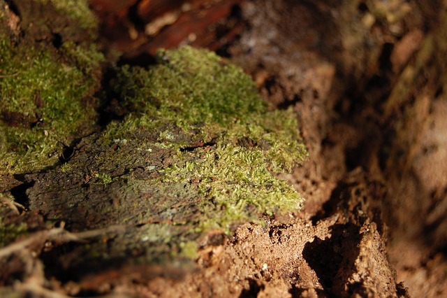 Free Moss Green photo and picture