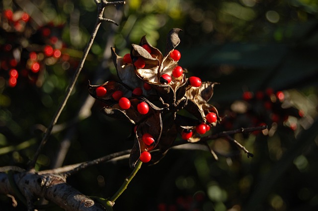 Free Beads Red photo and picture