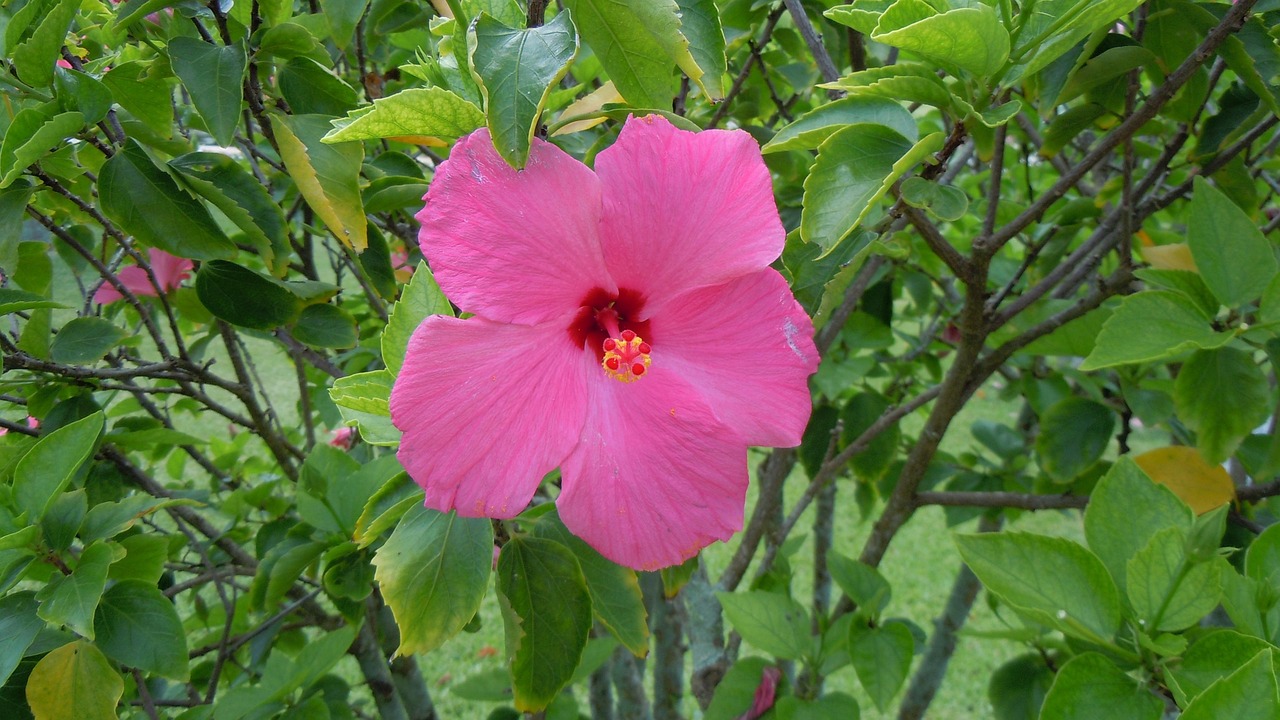 Hibiscus - free online jigsaw puzzle photo