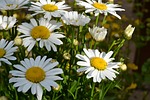 daisy, flowers, white