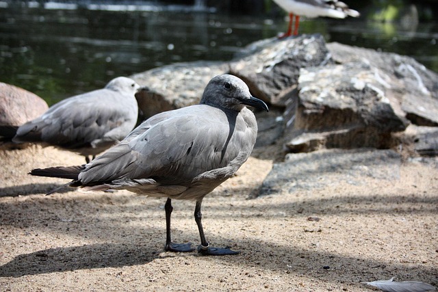 Möve, Möwe, Vogel, Gefieder, Natur