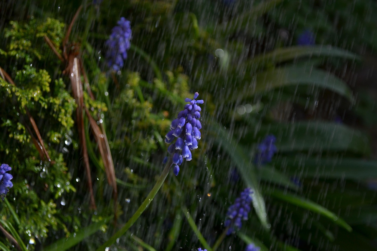 淋浴 雨 花 - Pixabay上的免费照片 - Pixabay