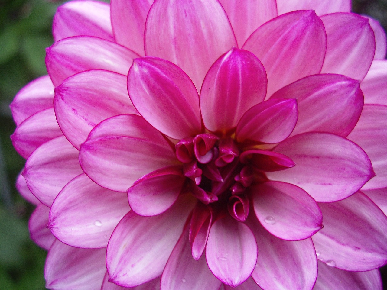 Sitemapcdatahttpsshopinf Inetcomphoto De Profil Nature Fleur