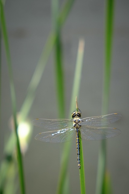Libelle, Insekt, Insekten, Käfer, Insekt