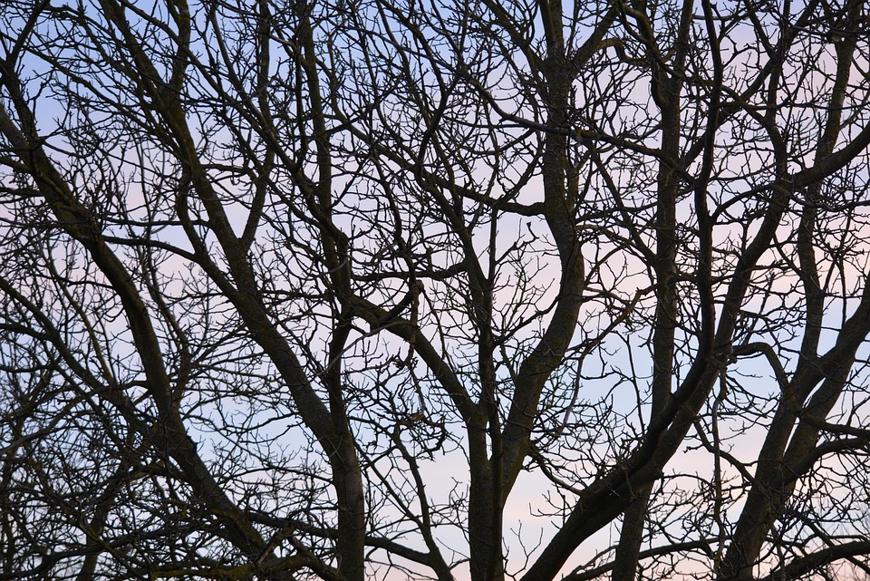 Branches Air Tree - Free photo on Pixabay