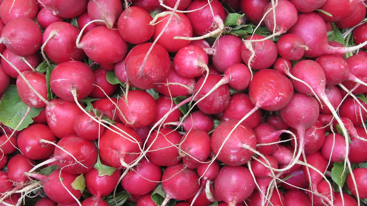 Radish - free online jigsaw puzzle photo
