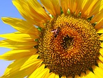sunflower, plant, flower
