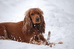 dog, coocker, spaniel