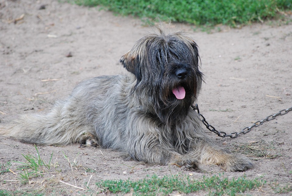 Dog, And The Tramp, Rest, Summer, Fur, Animals, Snout