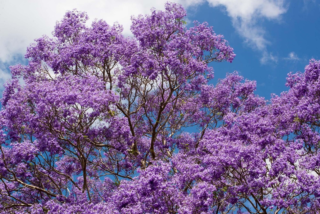 Jacaranda Tree Wallpaper Jacaranda Tree Wallpaper