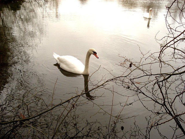 Svaner, Vand, Natur