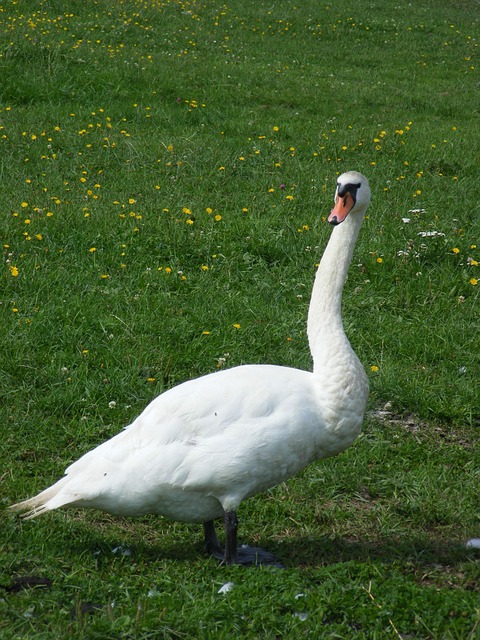 Free Swan Animal photo and picture