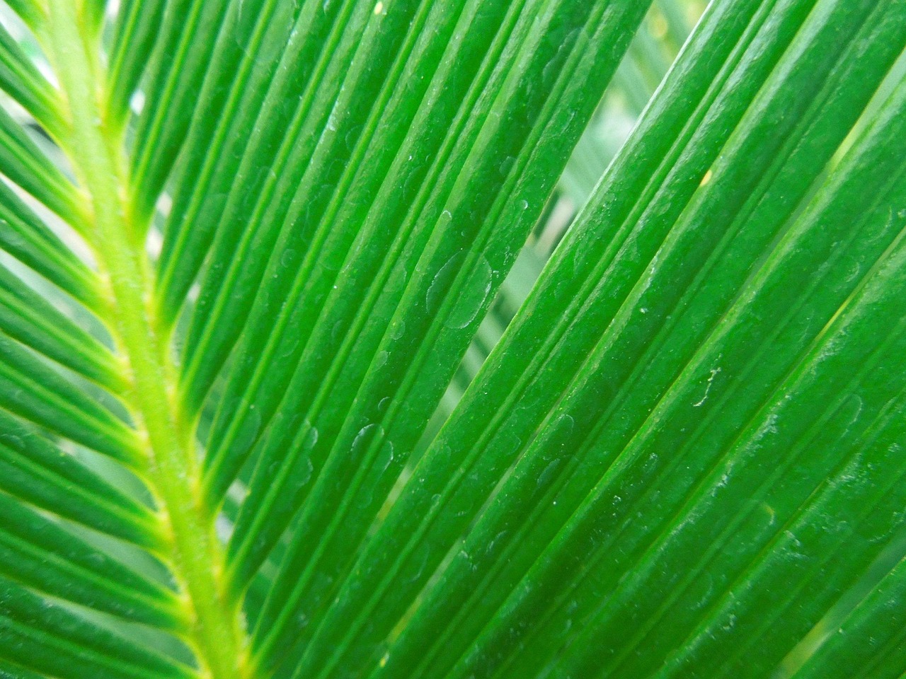 Blad Grön Natur - Gratis foto på Pixabay - Pixabay